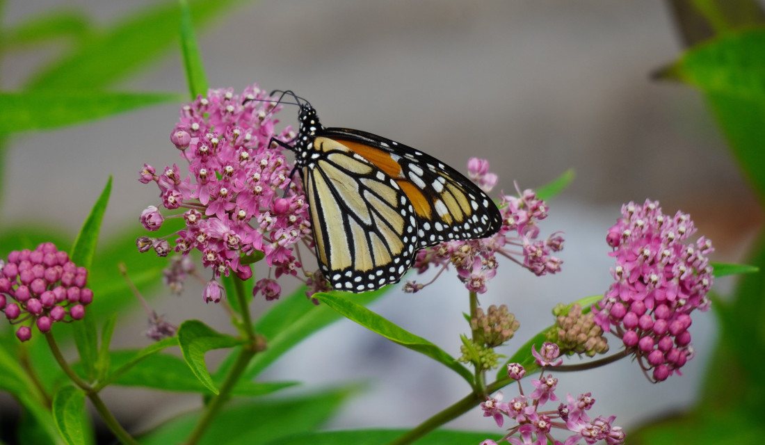 Butterfly Gardening in Ottawa: Webinar